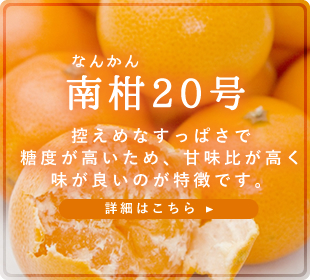 南柑20号