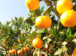 多数の受賞歴有り!愛媛県産こだわりのみかんの通販は【赤松農園】へ